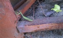 カマキリ。