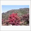 お天気、紅葉狩り