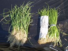 タマネギ　植えつけ開始