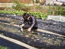タマネキ植え付け作業　応援要請
