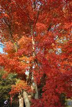 紅葉見にいこうよぉ~♪…(´,_ゝ`)プッ 紅葉見にいこうよぉ~♪…(´,_ゝ`)プッ