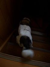 今日のわんこ（59）