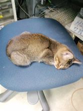 なつきました