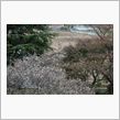 今年も桜の季節になりました