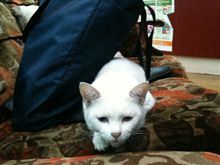 あら珍しい(=^・^=)物が乗っかってるのに大人しくしてるなんて