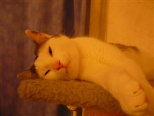 みゅう君、冬仕度