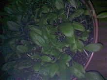 代理収穫お願いします(爆)
