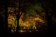 長瀞に紅葉を見てきた