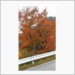 『紅葉』って書いて『もみじ』 ...