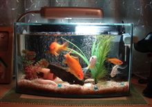 縁日の金魚たち。