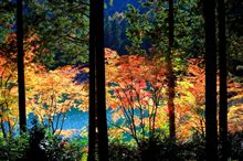 紅葉