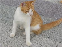 車道を横切るエトセトラ