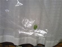 捕まえたぞ！ｺﾉﾔﾛｰ！