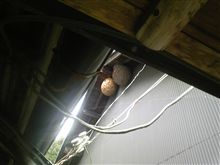 寒くなってきました