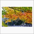 紅葉狩り