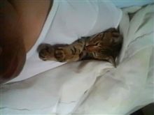 ナニサマネコサマ