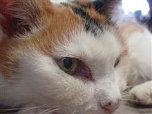 覚悟はしていたけれど