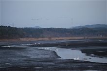渡り鳥観察♪