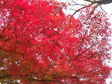 多摩湖の紅葉