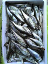 魚ネ申がｷﾀ━━━━━━(ﾟ∀ﾟ)━━━━━━ !! 