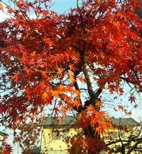 紅葉