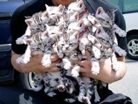 ねこがいっぱい