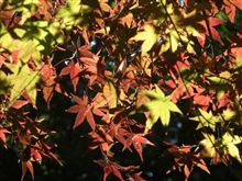 ローコストで行こう［312］ 和光樹林公園