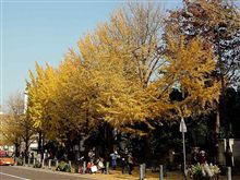 横浜のイチョウ