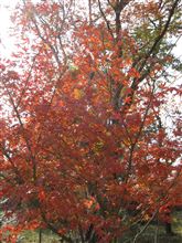 紅葉を見に・・・