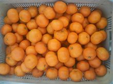 みかん収穫