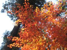 わんこオフ会　高崎自然の森