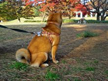 続々：１１月末だというのに．．．