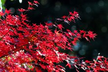 １２月、やっと我が家の周りで紅葉