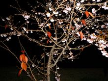 冬桜・２