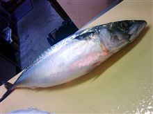 あれれ？ひさしぶり・（汗