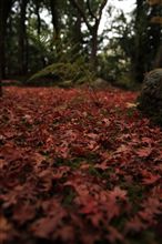 京都の紅葉　前編