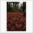 京都の紅葉　前編
