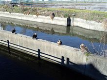 鴨ぉ～ん♪