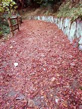 紅葉オフ？