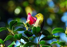 汝、心の華をもて