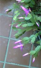ｼﾞｬｺﾊﾞｼｬﾎﾞﾃﾝに花が咲く！ 
