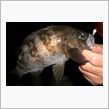 ニセモノでメバル釣り