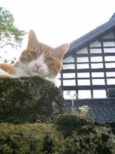 帰省を、どうしようか。のはなし