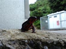 名前は何だろう？