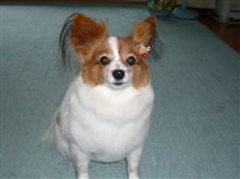 2010年新年おめでとうございます。