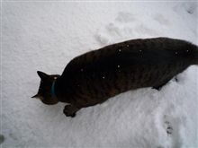 猫はコタツで丸くなるんじゃないの？