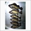 釣り初め
