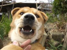 犬写真