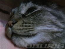 猫年だけど　おやしゅみニャしゃい　=(_ _)=。。oｏＯＺＺＺ 