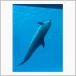 1/9【昼】名古屋港水族館
